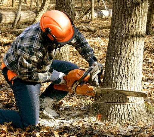 Tree Removal in Mantachie, MS